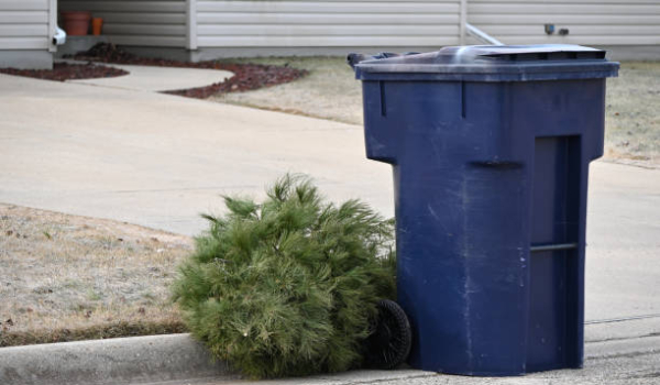 Karácsonyfák elszállítása