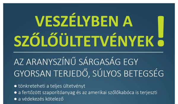 A SZŐLŐ ARANYSZÍNŰ SÁRGASÁG BETEGSÉG ELLENI FELHÍVÁS
