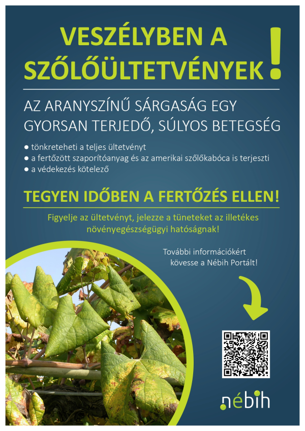 A SZŐLŐ ARANYSZÍNŰ SÁRGASÁG BETEGSÉG ELLENI FELHÍVÁS